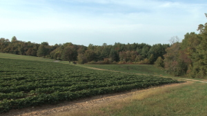 Indiana Crop Insurance