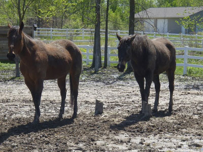 Georgia, Florida, Alabama, South Carolina, Tennessee & Mississippi Equine Insurance