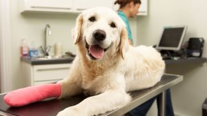 Bentonville, Arkansas Pet Insurance